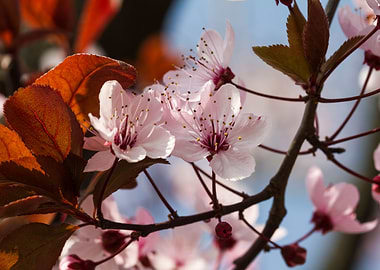 peach blossom in spring