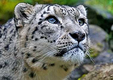 Gorgeous Snow Leopard