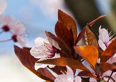 peach blossom in spring