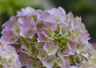 hydrangea in the garden