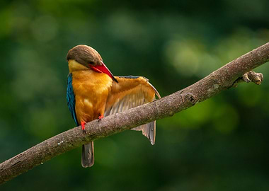 Stork Billed Kingfisher