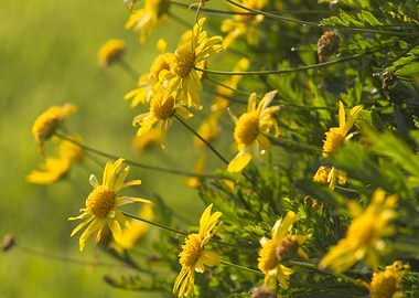 flower in the garden
