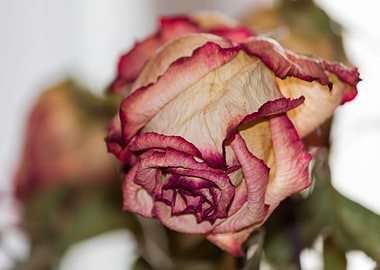 dry rose