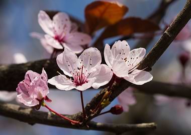 peach blossom in spring