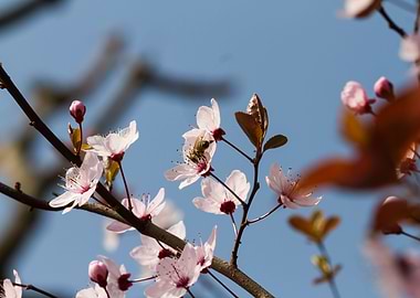 peach blossom in spring