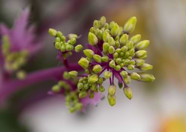 buds in spring on tree