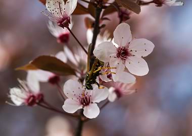 peach blossom in spring