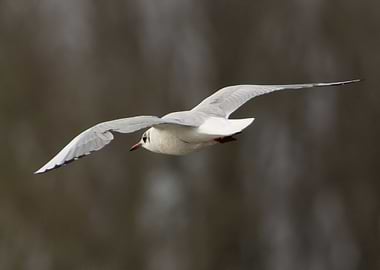 Sea Gull flight