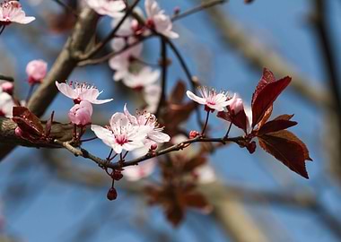peach blossom in spring