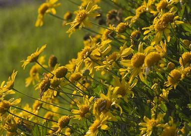 flower in the garden