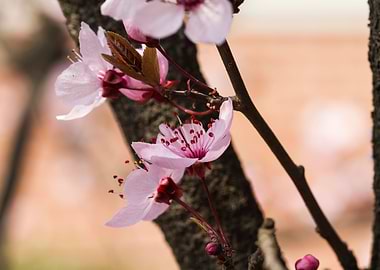 peach blossom in spring
