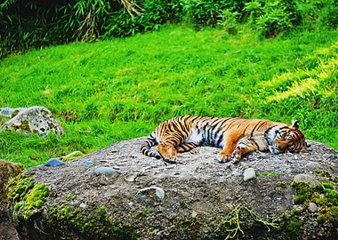 Amazing Sleeping Tiger