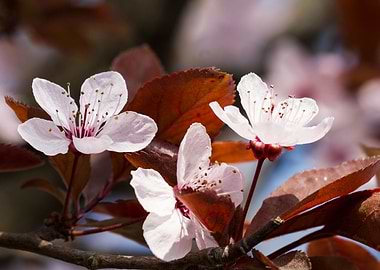 peach blossom in spring