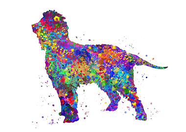 Irish water spaniel dog