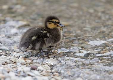 ducklings at lake