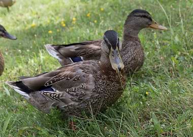 duck on lake