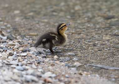 ducklings at lake