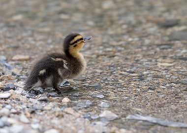 ducklings at lake