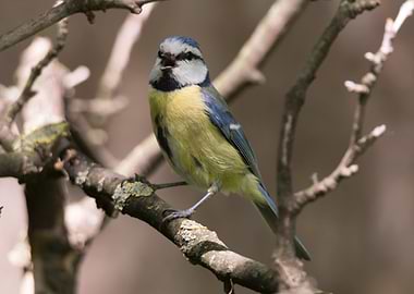 cinciarella blue tit bird