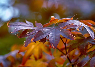 maple leaf in the garden
