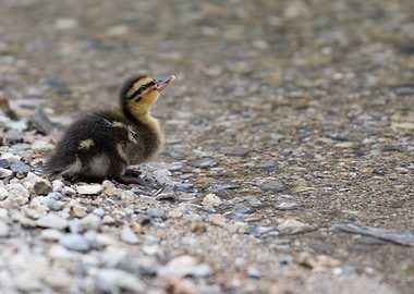 ducklings at lake