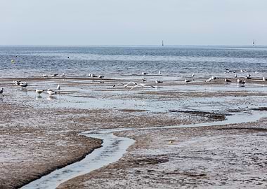 expanse of seagulls