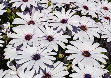 African Daisy