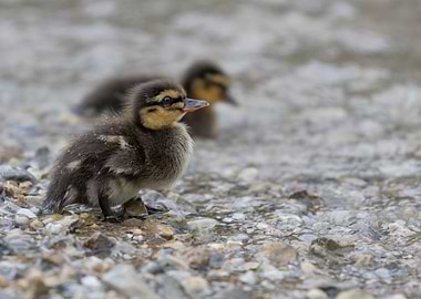 ducklings at lake