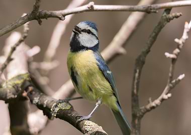 cinciarella blue tit bird