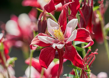 aquilegia flower in bloom