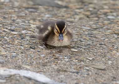 ducklings at lake