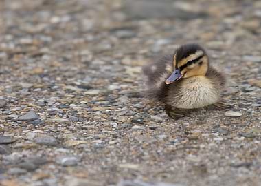 ducklings at lake