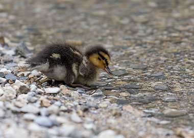 ducklings at lake