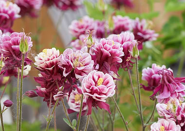 aquilegia flower in bloom