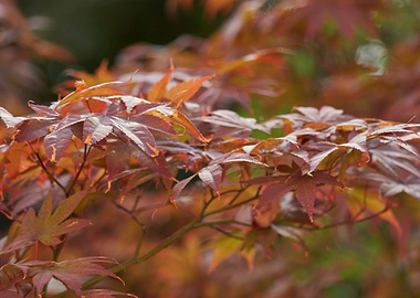 maple leaf in the garden