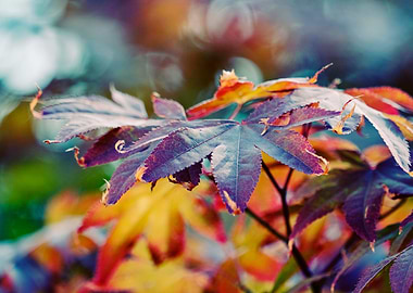 maple leaf in the garden