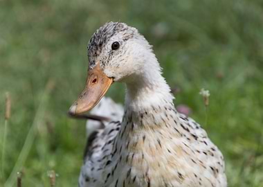 duck on lake