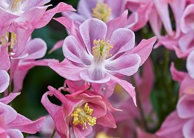 aquilegia flower in bloom