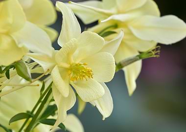 aquilegia flower in bloom