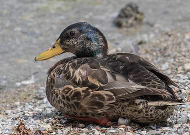 duck on lake