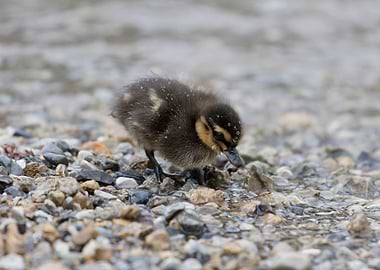ducklings at lake