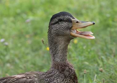 duck on lake