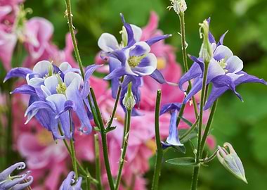aquilegia flower in bloom