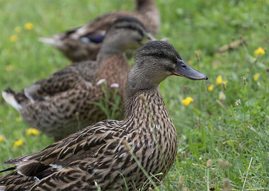 duck on lake