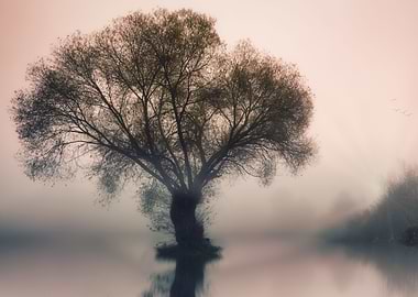 Lone tree in fog