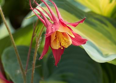 aquilegia flower in bloom