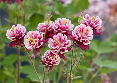 aquilegia flower in bloom