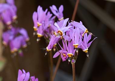 aquilegia flower in bloom
