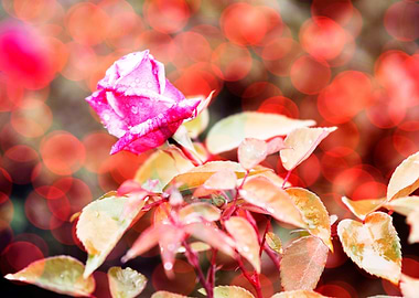 raindrops on the rose