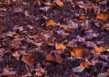 autumn leaf on meadow